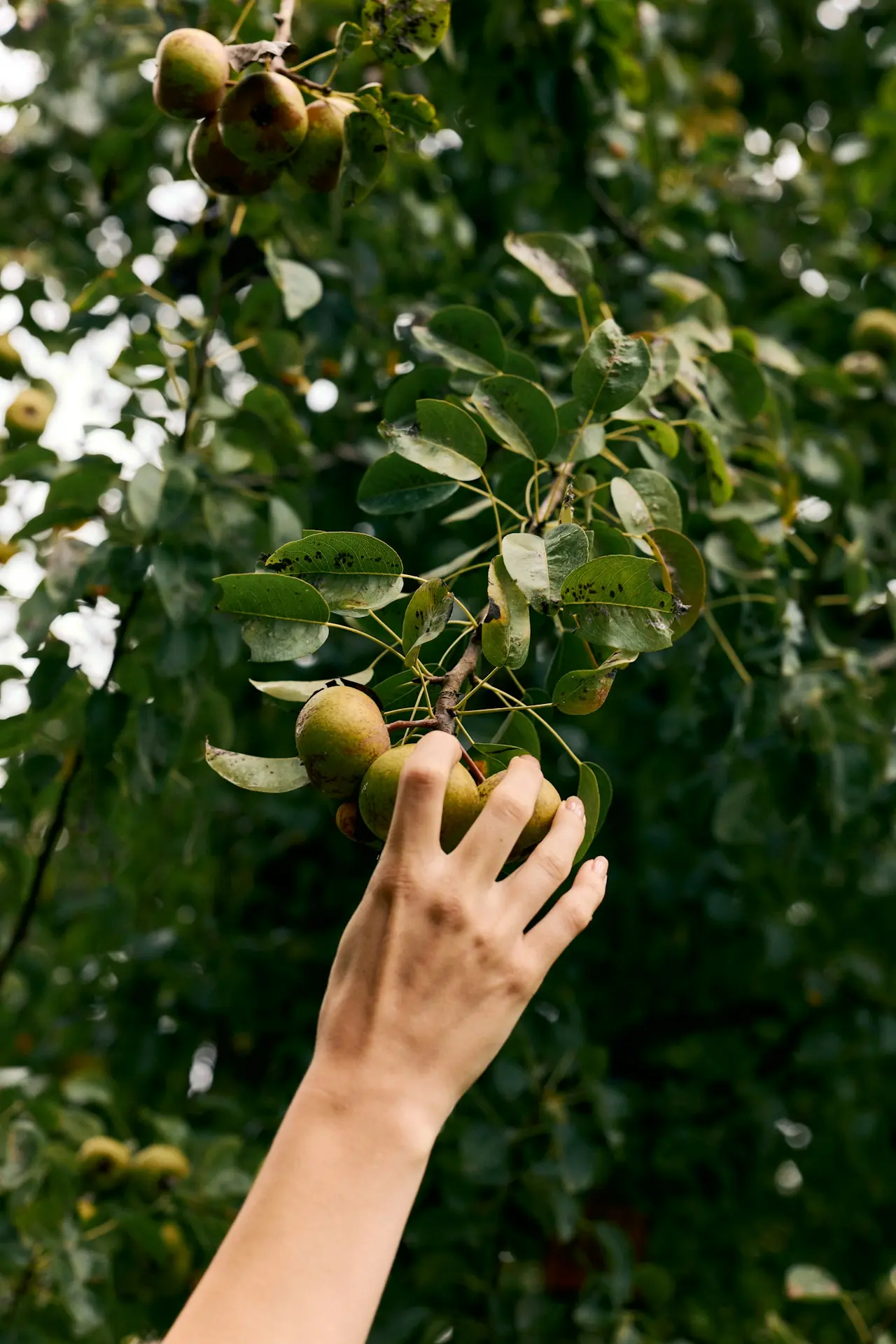 Mediterranean Fincas